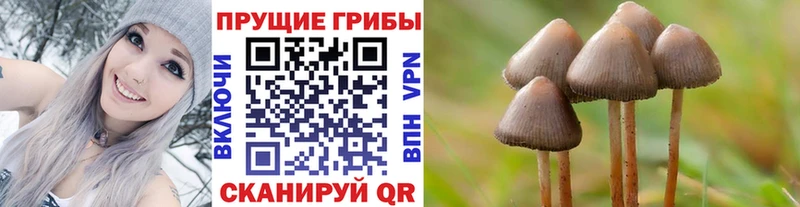 Галлюциногенные грибы Psilocybe  Купить закладки  Сургут 